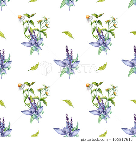 Sage herbal plant, bidens tripartita watercolor seamless pattern isolated on white background. Salvia, nettle, camomile, daisy useful flowers hand drawn. Design for textile, package, wrapping, fabric Sage herbal plant, bidens tripartita watercolor seamless pattern isolated on white background. Salvia, nettle, camomile, daisy useful flowers hand drawn. Design for textile, package, wrapping, fabric 105817613