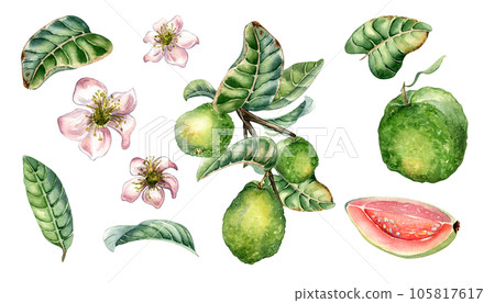 Set with branch of tree and guava fruits whole and sliced watercolor illustration isolated on white. Green leaves, flowers of guajava hand drawn. Design for wrapping, packaging, label, poster 105817617