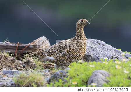 初夏生活在北阿爾卑斯山室堂平的雷鳥 初夏生活在北阿爾卑斯山室堂平的雷鳥 105817695