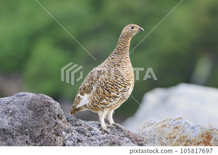 Ptarmigan living in Murododaira in the Northern Alps in early summer 105817697