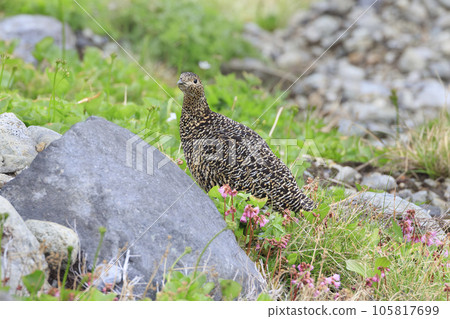 Ptarmigan living in Murododaira in the Northern Alps in early summer Ptarmigan living in Murododaira in the Northern Alps in early summer 105817699