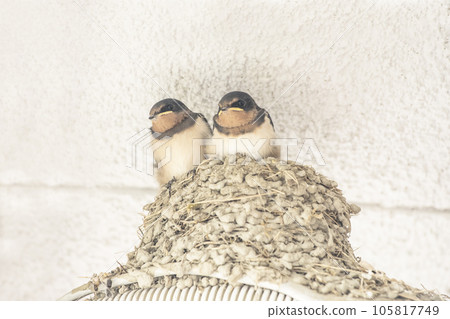 Cute swallow chicks Swallow's nest Swallows about to leave the nest Building a swallow's nest Image material Cute swallow chicks Swallow's nest Swallows about to leave the nest Building a swallow's nest Image material 105817749