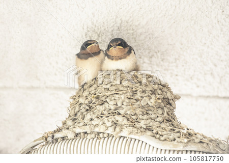 Cute swallow chicks Swallow's nest Swallows about to leave the nest Building a swallow's nest Image material 105817750