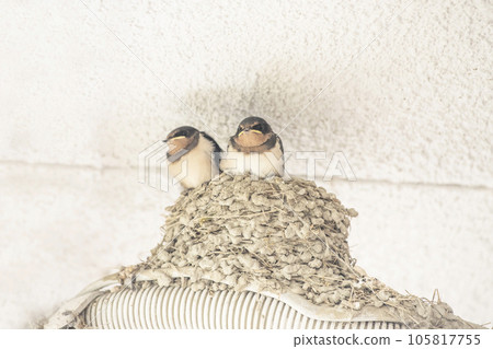 Cute swallow chicks Swallow's nest Swallows about to leave the nest Building a swallow's nest Image material 105817755