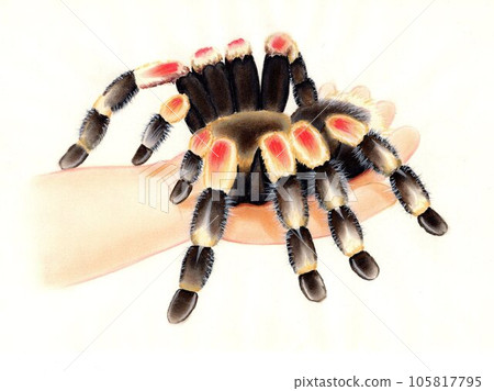 幼兒手中的塔蘭圖拉毒蛛 105817795