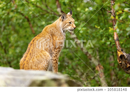 Lynx sitting on a rock in the green forest 105818148