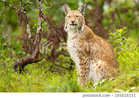 Eurasian lynx sitting on grass and looking at camera 105818151