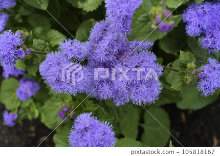 Purple flowers in the summer garden. Bush Ageratum conyzoides. Small ageratum flowers. 105818167