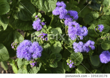 Purple flowers in the summer garden. Bush Ageratum conyzoides. Small ageratum flowers. Purple flowers in the summer garden. Bush Ageratum conyzoides. Small ageratum flowers. 105818178