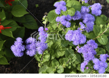 Purple flowers in the summer garden. Bush Ageratum conyzoides. Small ageratum flowers. Purple flowers in the summer garden. Bush Ageratum conyzoides. Small ageratum flowers. 105818180