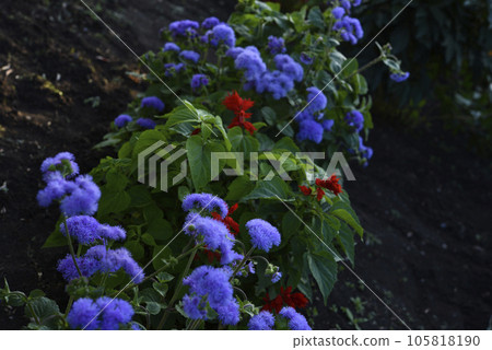 Purple flowers in the summer garden. Bush Ageratum conyzoides. Small ageratum flowers. 105818190