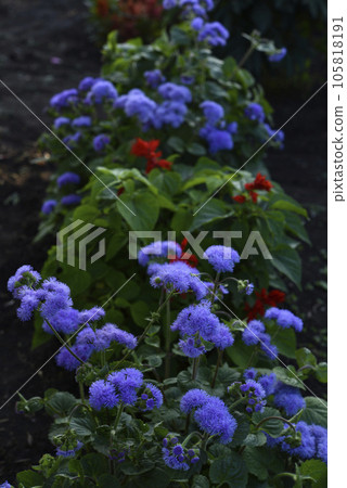 Purple flowers in the summer garden. Bush Ageratum conyzoides. Small ageratum flowers. Purple flowers in the summer garden. Bush Ageratum conyzoides. Small ageratum flowers. 105818191
