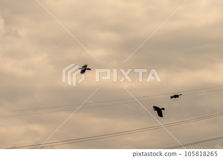 raven flies 105818265