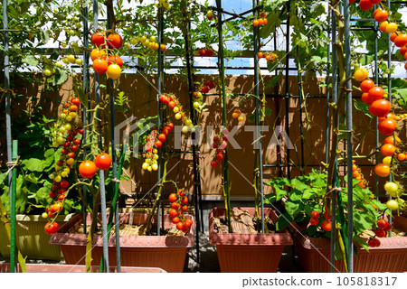 屋頂陽台 在花盆裡種植迷你西紅柿,種植大量蔬菜 屋頂陽台 在花盆裡種植迷你西紅柿,種植大量蔬菜 105818317