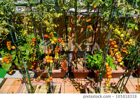 Roof balcony Let's grow a lot of vegetables by growing mini tomatoes in a planter Roof balcony Let's grow a lot of vegetables by growing mini tomatoes in a planter 105818318