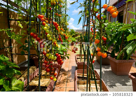 很多色彩繽紛的櫻桃番茄屋頂陽台上種植蔬菜作為愛好的生活 105818323