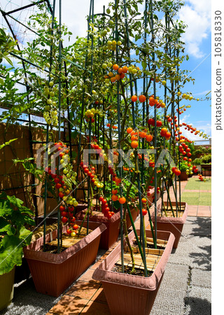 Taking advantage of the sunny roof balcony Cultivating mini tomatoes in planters in the kitchen garden Lots of summer vegetables Taking advantage of the sunny roof balcony Cultivating mini tomatoes in planters in the kitchen garden Lots of summer vegetables 105818330