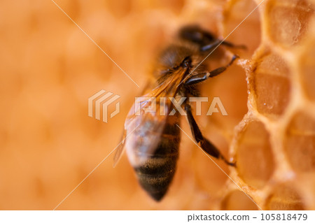 beautiful natural honeycombs with working bees. macro footage beautiful natural honeycombs with working bees. macro footage 105818479