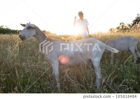 Trendy girl in stylish summer dress feeling free in the field. The goat in front of her. Sunset or sunrise time. 105818484