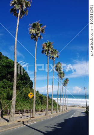 Coconut trees and Akabane beach 105818592