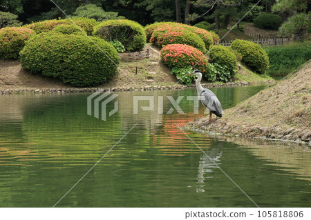 Ritsurin Garden in the hot summer (late May) Ritsurin Garden in the hot summer (late May) 105818806