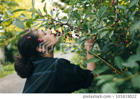 A woman plucks cherries from a tree. The girl is happy from the natural treat. Harvesting in the cherry orchard. Delicious fresh juicy cherries. Shallow DOF. A woman plucks cherries from a tree. The girl is happy from the natural treat. Harvesting in the cherry orchard. Delicious fresh juicy cherries. Shallow DOF. 105819022