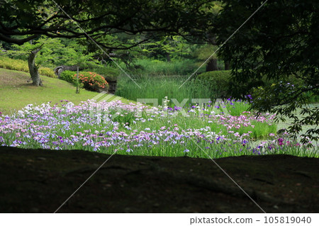 入梅栗林庭園（6月上旬，Hanashobu） 105819040