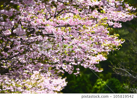 Double cherry blossoms of Shimane 105819542