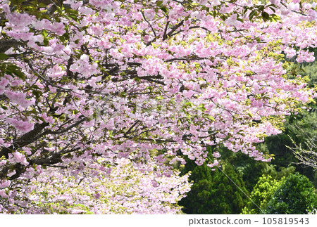Double cherry blossoms of Shimane 105819543