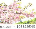 島根縣的重瓣櫻花 105819545