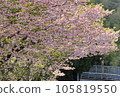 島根縣的重瓣櫻花 105819550