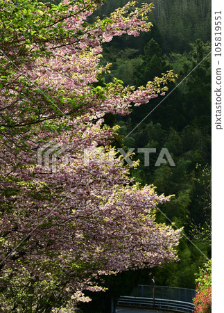 島根縣的重瓣櫻花 105819551