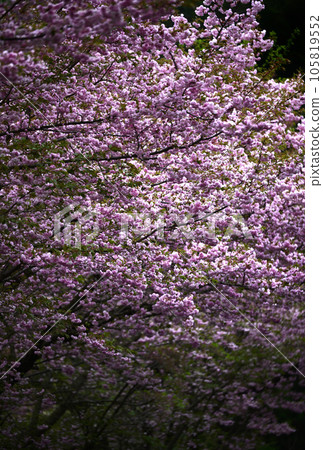 Double cherry blossoms of Shimane Double cherry blossoms of Shimane 105819552