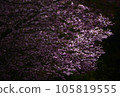 島根縣的重瓣櫻花 105819555