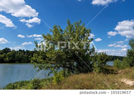 tree by the river and blue sky 105819657