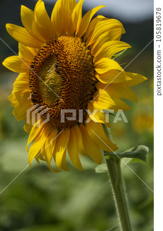 The big sunflower 105819678