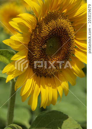 sunflower 105819679