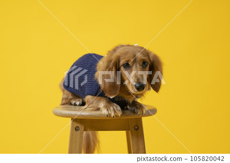 Dressed up dachshund, puppy, yellow Dressed up dachshund, puppy, yellow 105820042