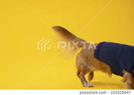 打扮的臘腸犬，小狗，黃色 105820047