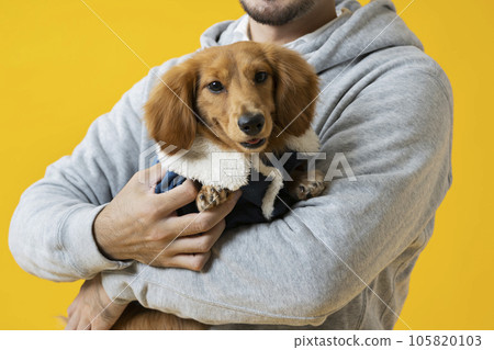 Dachshund, male in his 30s, yellow 105820103
