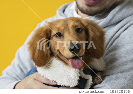Dachshund, male in his 30s, yellow 105820106