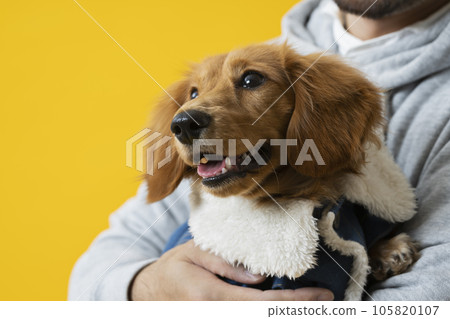 Dachshund, male in his 30s, yellow 105820107