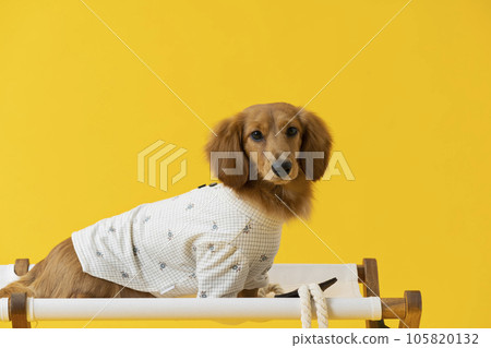 穿衣服的臘腸犬，小狗，黃色 105820132