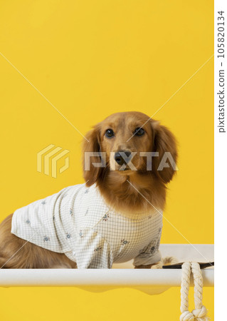 穿衣服的臘腸犬，小狗，黃色 105820134