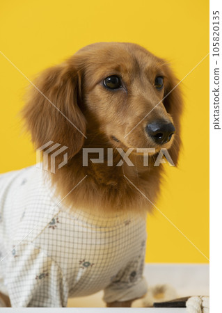 Dachshund in clothes, puppy, yellow 105820135