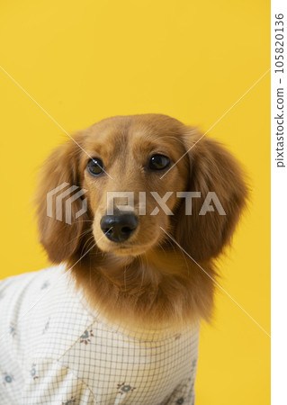 穿衣服的臘腸犬，小狗，黃色 105820136