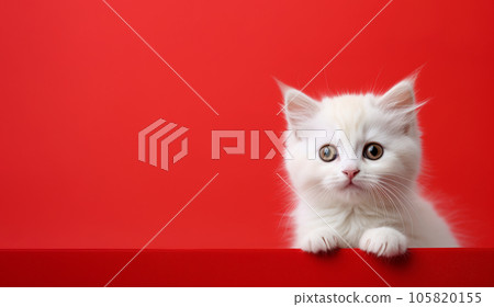 cute fluffy white cat on red background with space for text. High quality photo 105820155