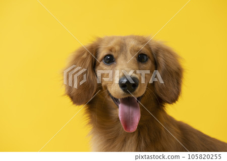 Dachshund, puppy, color background, yellow 105820255