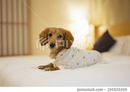 Dachshund relaxing on a hotel bed 105820269