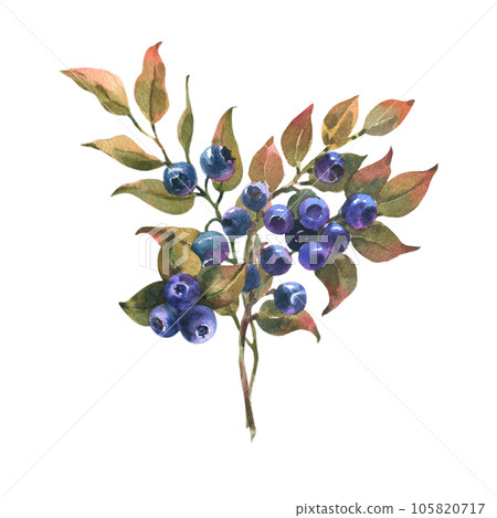 Watercolor Hand Drawn illustration of Blueberry with green leaves. Forest Plant with Blue Berries isolated on white background. Watercolor Hand Drawn illustration of Blueberry with green leaves. Forest Plant with Blue Berries isolated on white background. 105820717